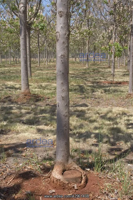 : A coppiced tree in a Paulownia plantation in Queensland : A coppiced tree in a Paulownia plantation in Queensland