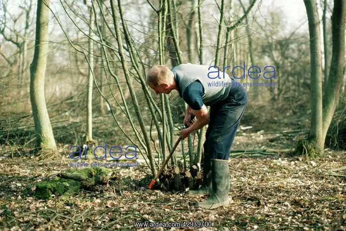  : Coppicing - Hazel in Monks Wood, UK