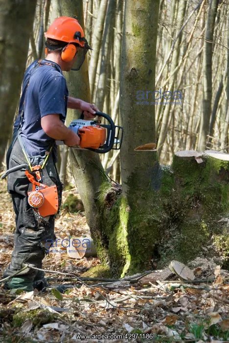 : Coppicing Sweet Chestnut - ancient woodland : Coppicing Sweet Chestnut - ancient woodland