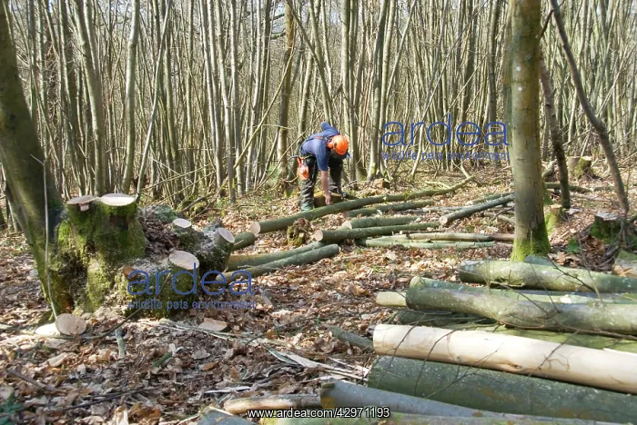 : Coppicing Sweet Chestnut - ancient woodland : Coppicing Sweet Chestnut - ancient woodland