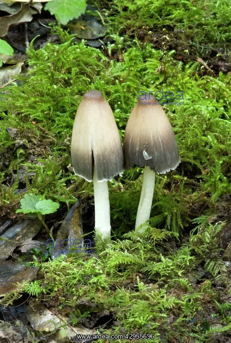 : Coprinus impatiens - Found in leaf litter or soil : Coprinus impatiens - Found in leaf litter or soil