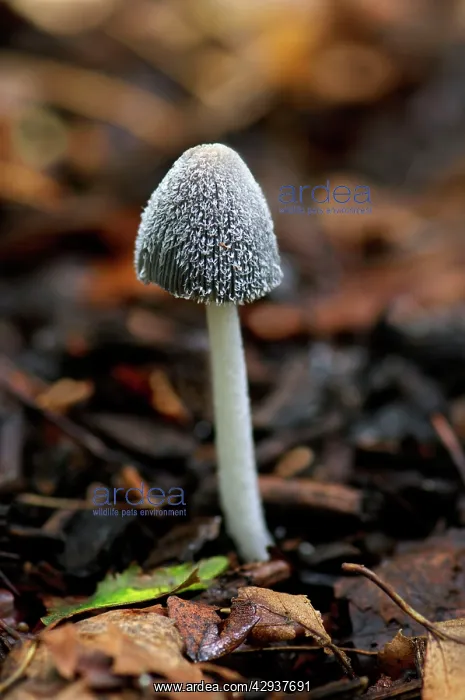 : Coprinus lagopus : Coprinus lagopus