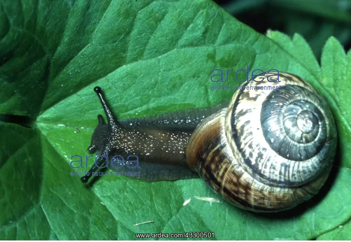: COPSE SNAIL : COPSE SNAIL