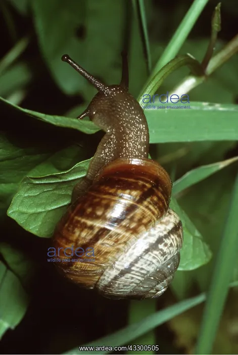 : COPSE SNAIL : COPSE SNAIL