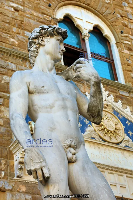 : Copy of the Michelangelo's Statue of David in the : Copy of the Michelangelo's Statue of David in the