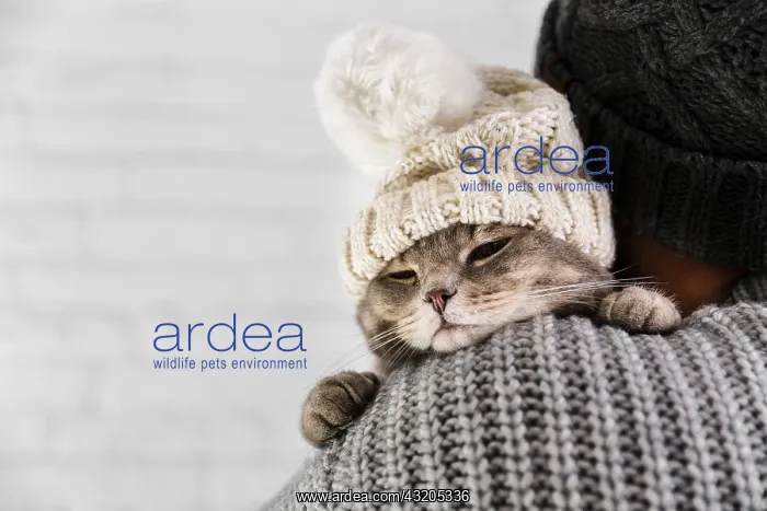 : copy space cute cat wearinf fur cap winter : copy space cute cat wearinf fur cap winter