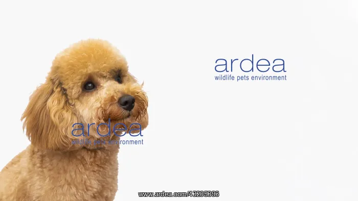 : copy space domestic dog. High resolution photo : copy space domestic dog. High resolution photo