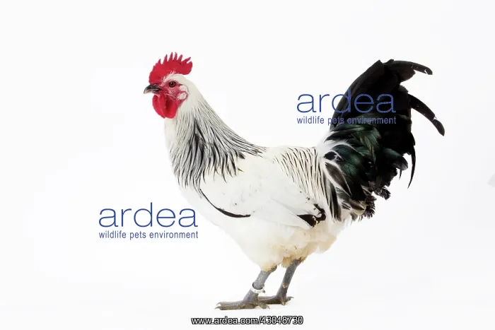  : Coq de Contres Chicken Cockerel  /  Rooster