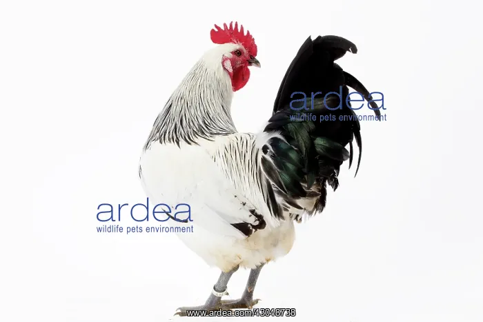  : Coq de Contres Chicken Cockerel  /  Rooster