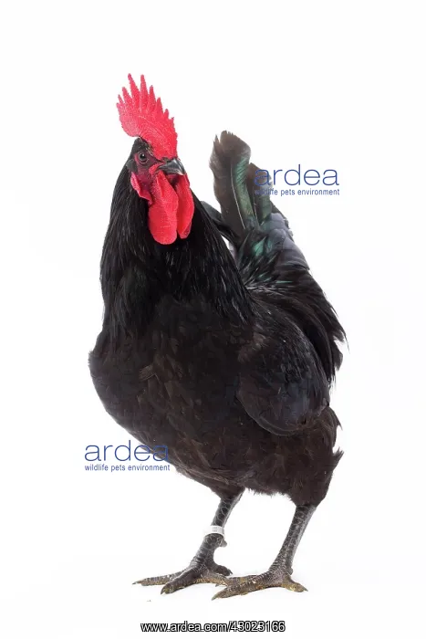  : Coq de Herve  /  Herve Chicken Cockerel  /  Rooster