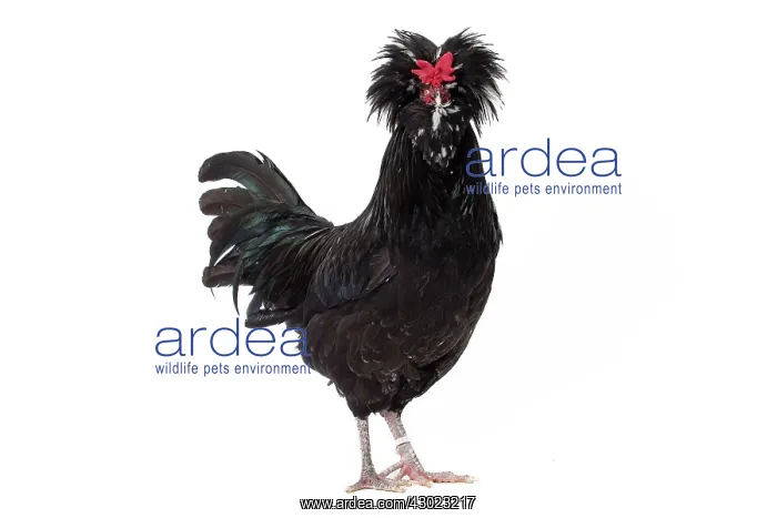 : Coq de Houdan / Houdan Chicken Cockerel / Rooster : Coq de Houdan / Houdan Chicken Cockerel / Rooster
