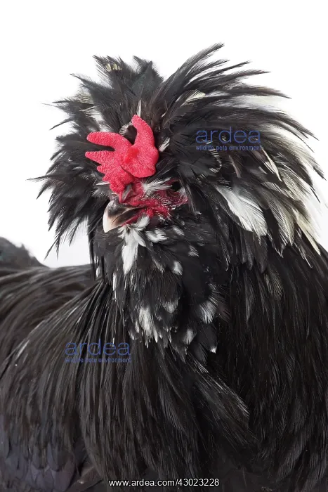 : Coq de Houdan / Houdan Chicken Cockerel / Rooster : Coq de Houdan / Houdan Chicken Cockerel / Rooster