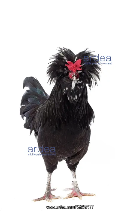 : Coq de Houdan / Houdan Chicken Cockerel / Rooster : Coq de Houdan / Houdan Chicken Cockerel / Rooster