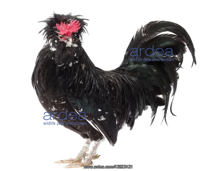  : Coq Houdan nain Chicken Cockerel  /  Rooster