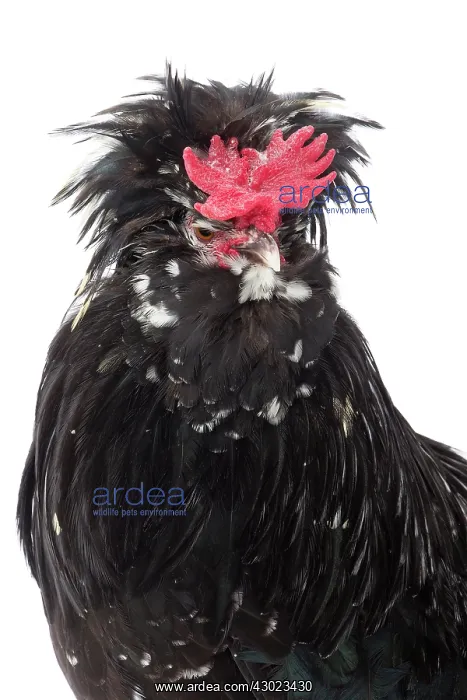  : Coq Houdan nain Chicken Cockerel  /  Rooster