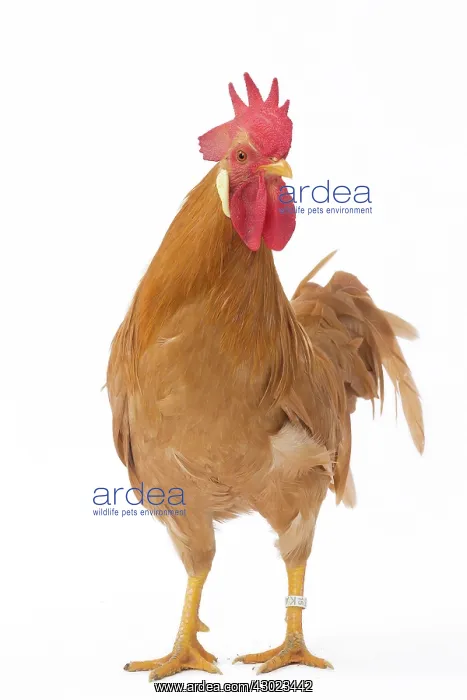  : Coq Italien Chicken Cockerel  /  Rooster