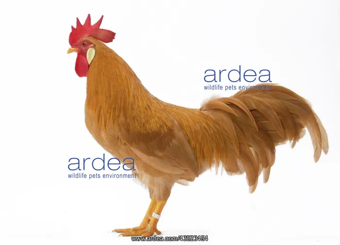  : Coq Italien Chicken Cockerel  /  Rooster