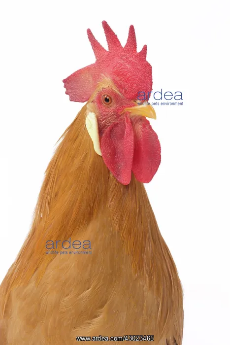  : Coq Italien Chicken Cockerel  /  Rooster
