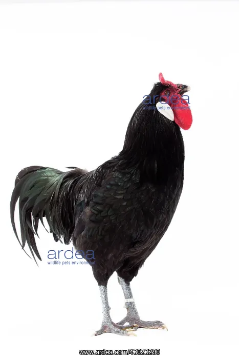  : Coq De la Fleche Chicken Cockerel  /  Rooster