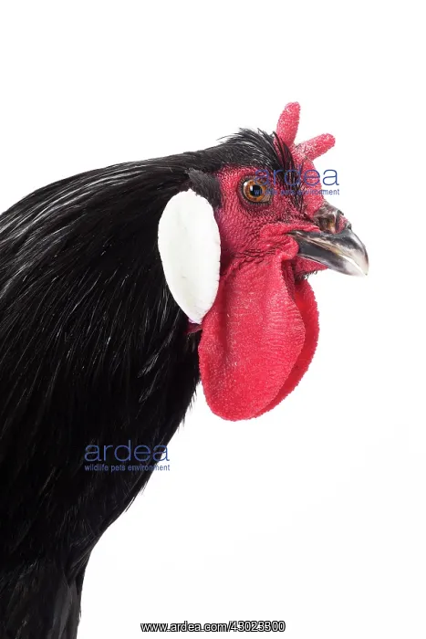  : Coq De la Fleche Chicken Cockerel  /  Rooster