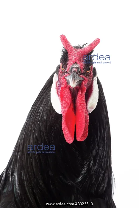  : Coq De la Fleche Chicken Cockerel  /  Rooster