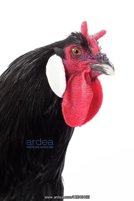  : Coq De la Fleche Chicken Cockerel  /  Rooster