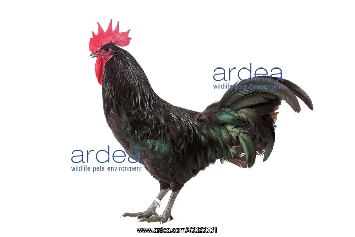  : Coq noir De Janze Chicken Cockerel  /  Rooster