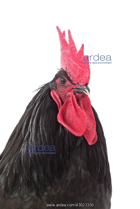 : Coq noir De Janze Chicken Cockerel  /  Rooster