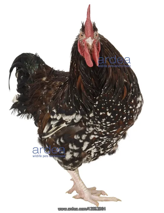 : Coq Sussex breed : Coq Sussex breed