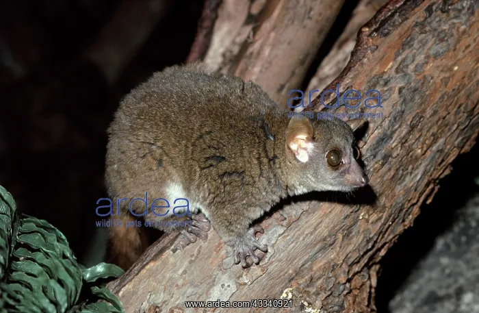 : Coquerel's Mouse LEMUR - in tree : Coquerel's Mouse LEMUR - in tree