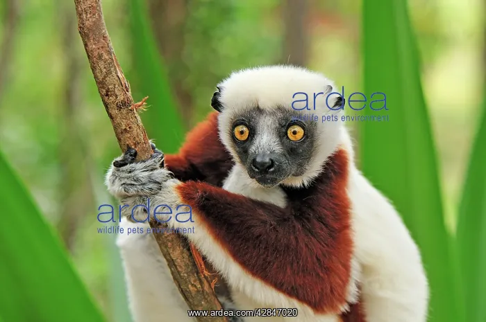 : Coquerel's Sifaka : Coquerel's Sifaka