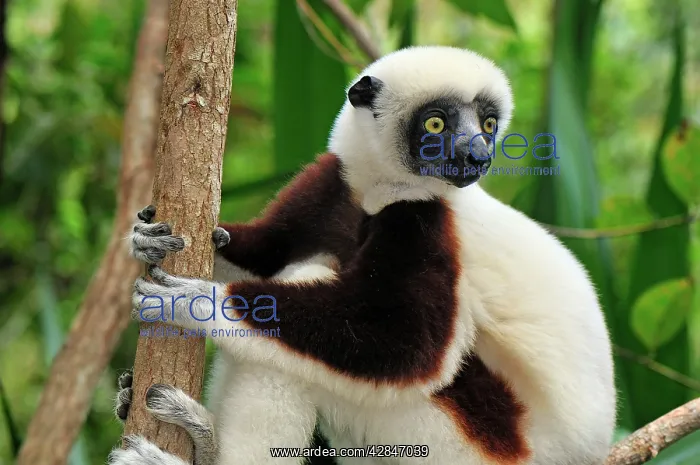 : Coquerel's Sifaka : Coquerel's Sifaka