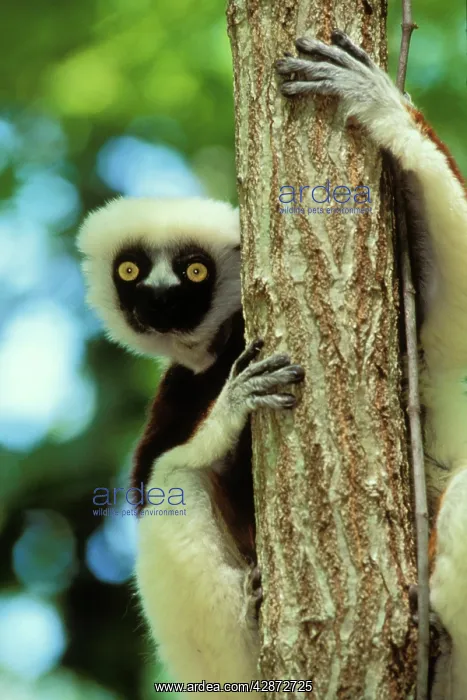 : Coquerel's Sifaka : Coquerel's Sifaka
