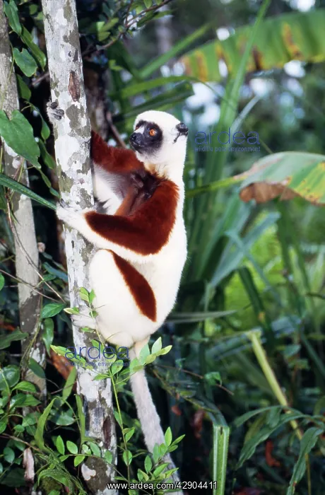 : Coquerel's Sifaka : Coquerel's Sifaka