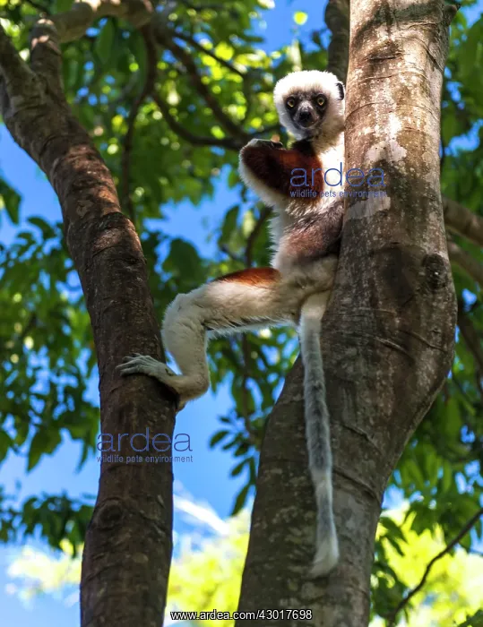 : Coquerel's Sifaka Lemur : Coquerel's Sifaka Lemur