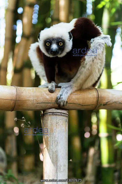 : Coquerel's Sifaka Lemur on bamboo tree : Coquerel's Sifaka Lemur on bamboo tree