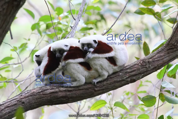 : Coquerels sifaka (Propithecus coquereli) 3 adults : Coquerels sifaka (Propithecus coquereli) 3 adults