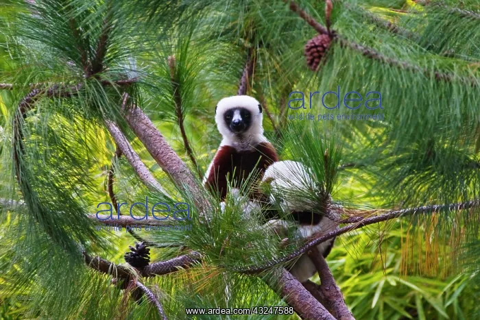 : Coquerel's Sifaka (Propithecus coquereli) : Coquerel's Sifaka (Propithecus coquereli)