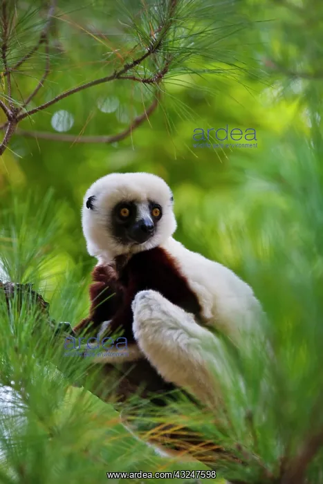 : Coquerel's Sifaka (Propithecus coquereli) : Coquerel's Sifaka (Propithecus coquereli)