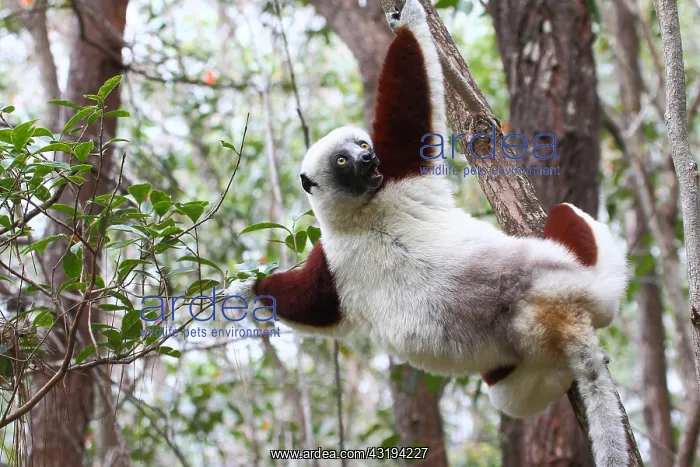 : Coquerels sifaka (Propithecus coquereli) adult : Coquerels sifaka (Propithecus coquereli) adult