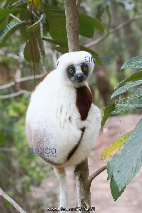 : Coquerels sifaka (Propithecus coquereli) adult : Coquerels sifaka (Propithecus coquereli) adult