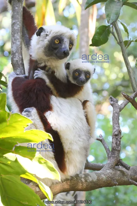 : Coquerels sifaka (Propithecus coquereli) mother : Coquerels sifaka (Propithecus coquereli) mother
