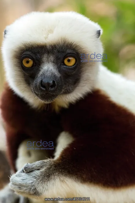 : Coquerel's sifakal - Vakona Forest Lodge, Andasibe, Madagasc : Coquerel's sifakal - Vakona Forest Lodge, Andasibe, Madagasc