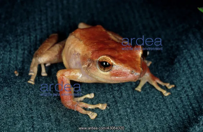 : Coqui (Eleutherodactylus coqui) from El Yunque National Forest, Puerto Rico : Coqui (Eleutherodactylus coqui) from El Yunque National Forest, Puerto Rico