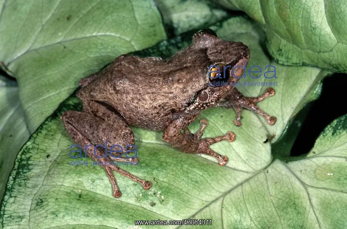 : Coqui (Eleutherodactylus coqui) from Puerto Rico : Coqui (Eleutherodactylus coqui) from Puerto Rico