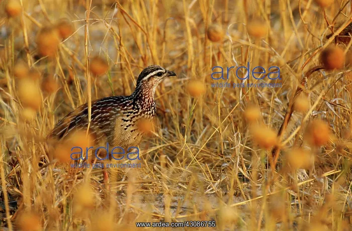 : Coqui Francolin : Coqui Francolin