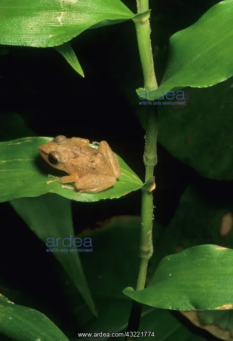 : Coqui frog on leaf, El Yunque Forest, Puerto : Coqui frog on leaf, El Yunque Forest, Puerto