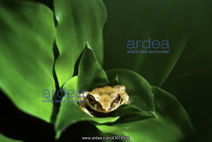 : Coqui Frog, Puerto Rico : Coqui Frog, Puerto Rico