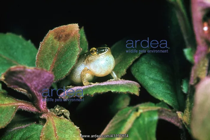 : Coqui, a native tree frog in Puerto Rico : Coqui, a native tree frog in Puerto Rico