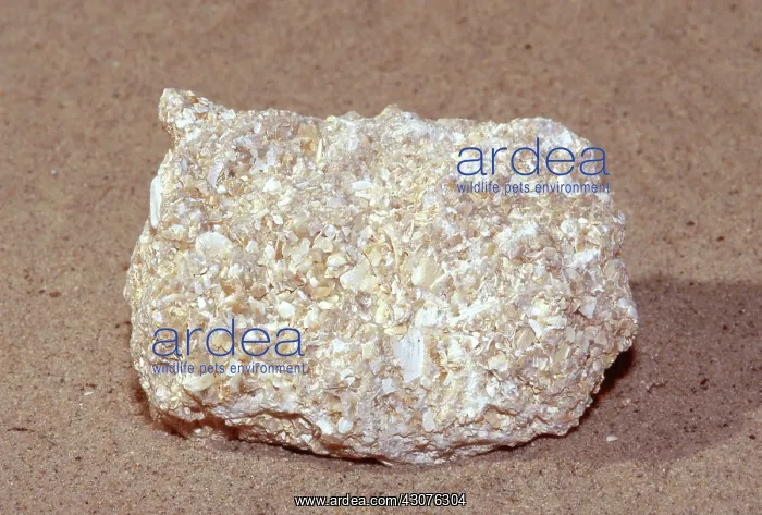 : Coquina, a poorly-cemented limestone composed predominately of shell fragments : Coquina, a poorly-cemented limestone composed predominately of shell fragments